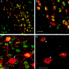 Figure  4