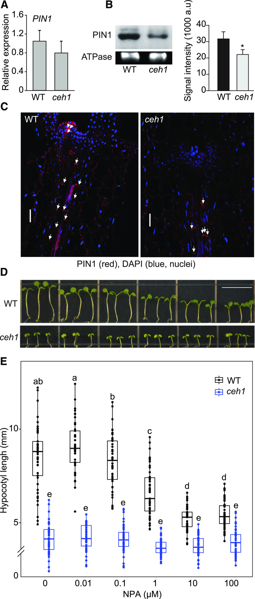 Figure 6.