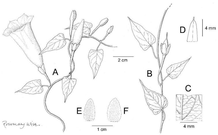 Figure 13.