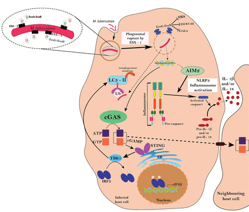 FIGURE 3