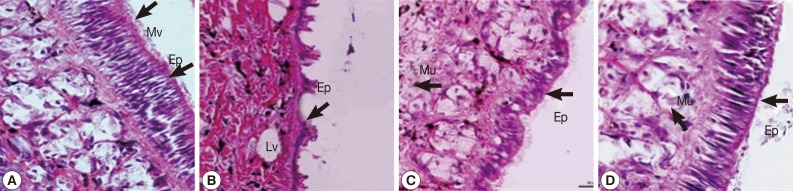 Fig. 5