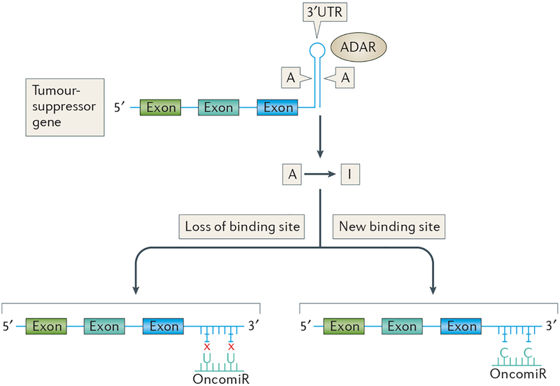 Figure 4 |