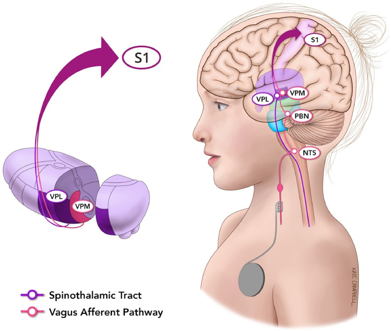 Fig. 1: