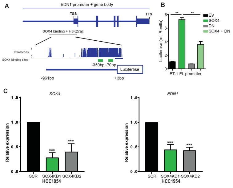 Figure 3—figure supplement 2.