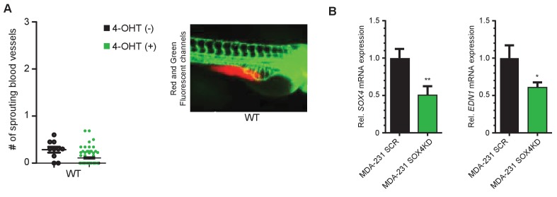 Figure 5—figure supplement 1.