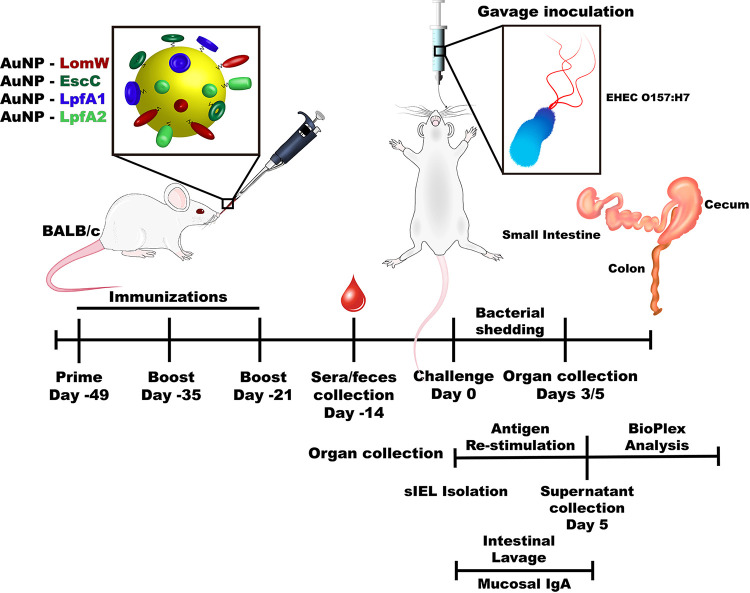 FIG 1