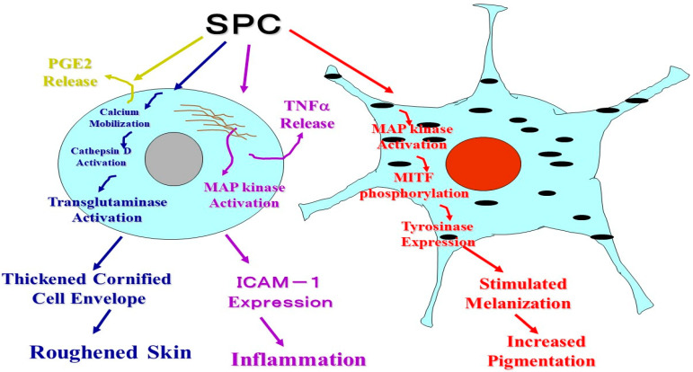 Figure 27