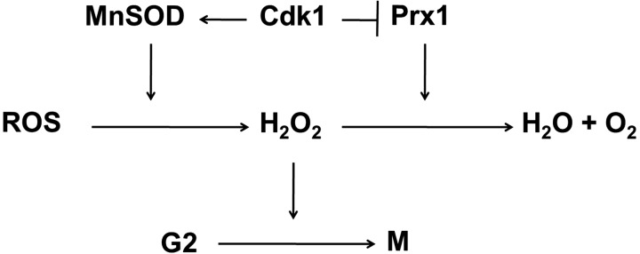 FIG. 3.