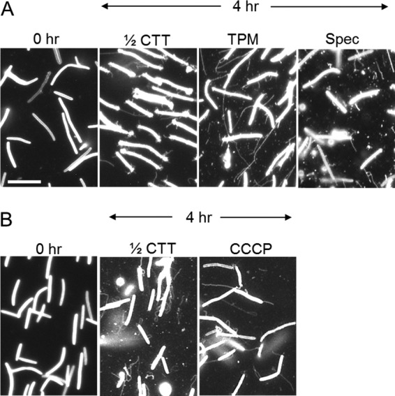 FIG 6