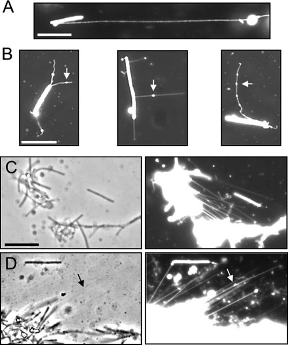 FIG 2