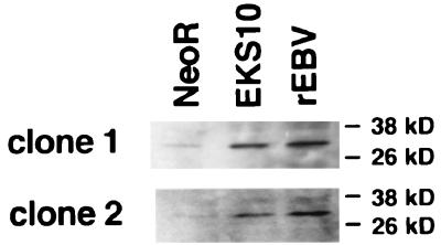 FIG. 5