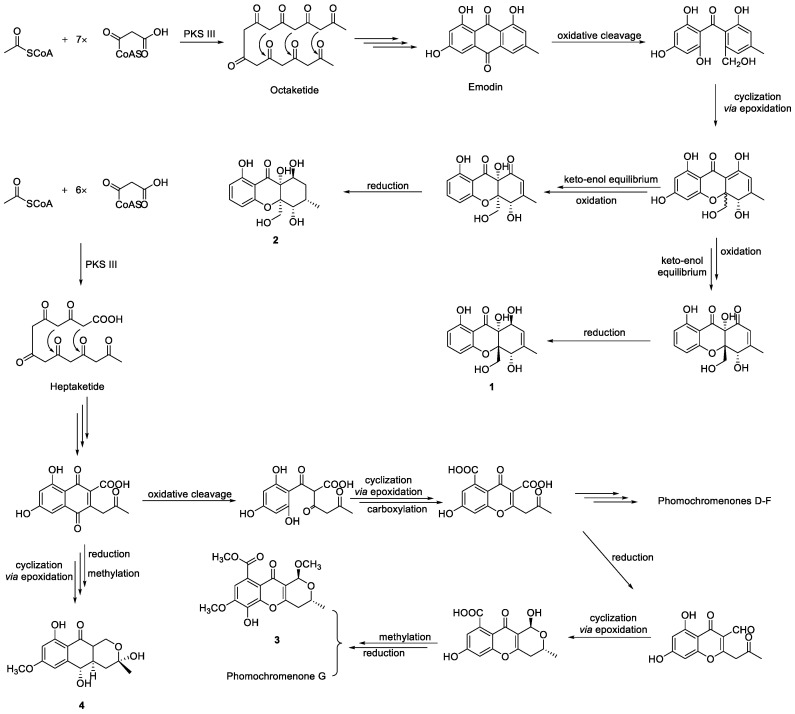 Scheme 2