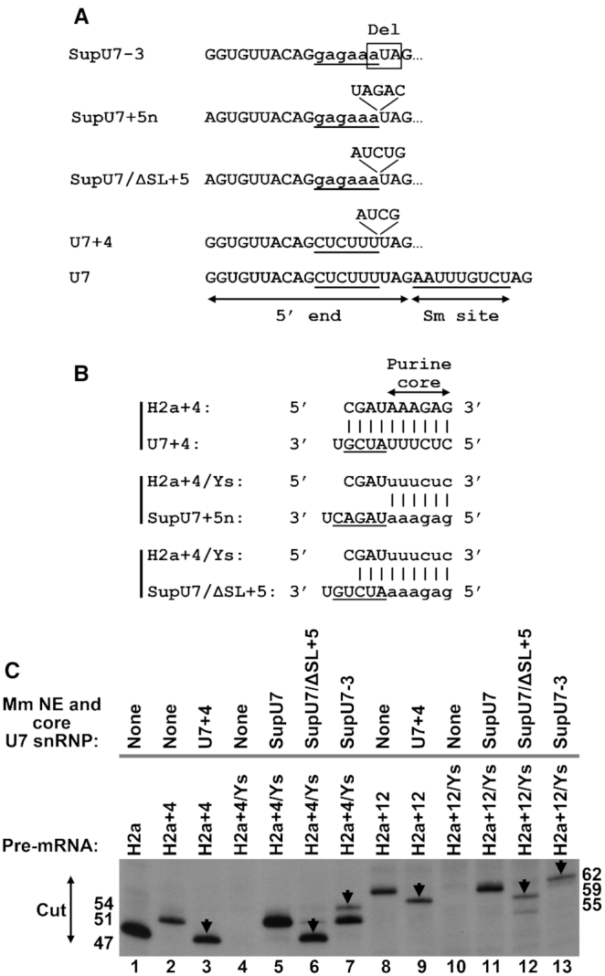 Figure 6.