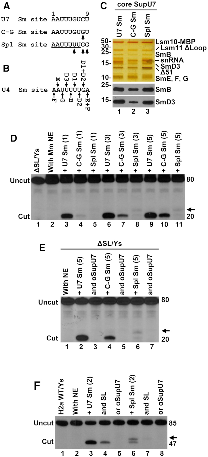 Figure 7.