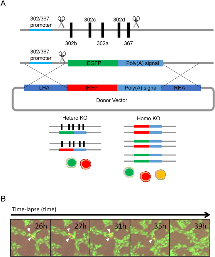 Fig. 4