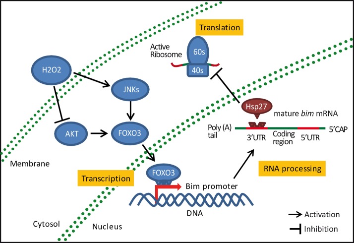 FIGURE 6: