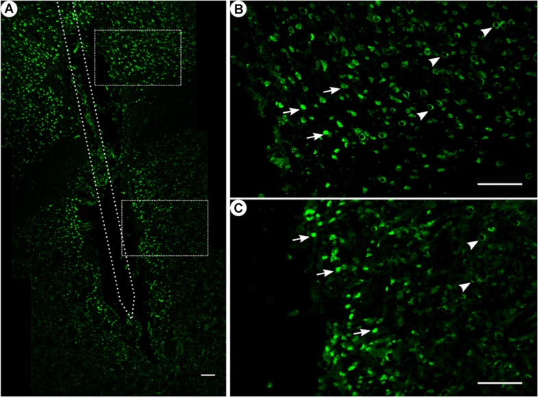 FIGURE 3