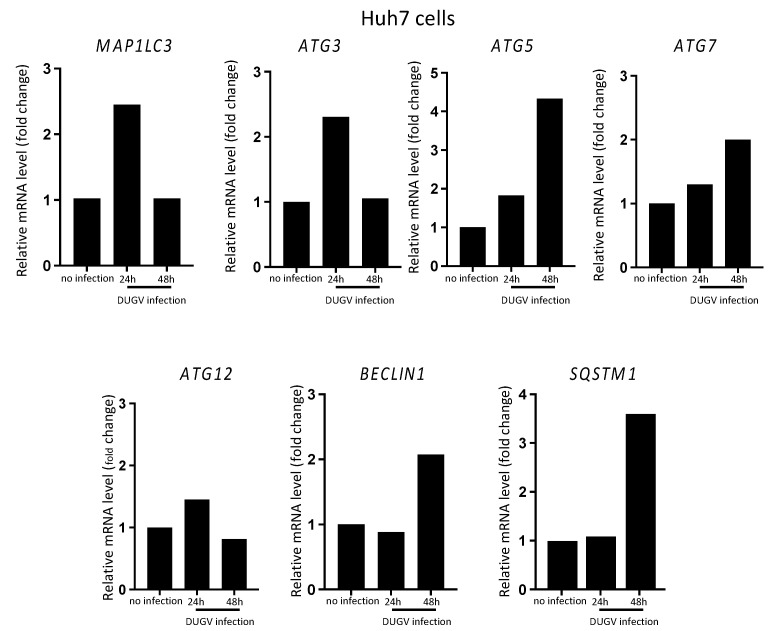 The Relationship between DUGBE Virus Infection and Autophagy in ...