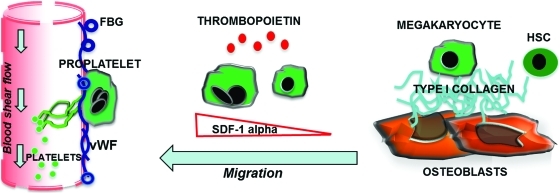 FIG. 1.