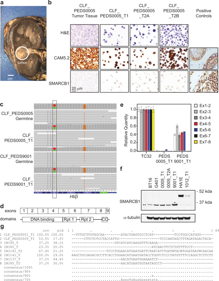 Figure 1—figure supplement 1.