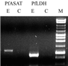 FIG. 7