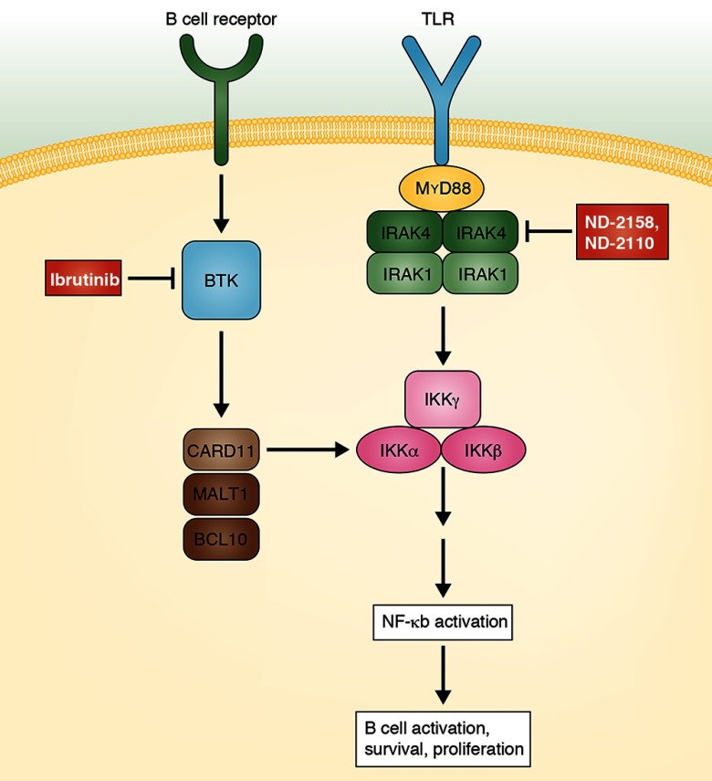 graphic file with name JEM_21213insight1_Fig2.jpg