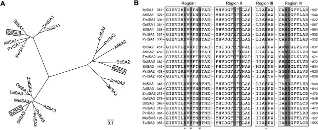 Figure 1. Phylogenetic tree of ISAs based on deduced amino acid sequences and sequence alignment of ISAs in four conserved regions. (A) Phylogenetic tree of ISAs based on deduced amino acid sequences. The tree was constructed using the neighbor-joining method (Saitou and Nei 1987). Scale bar represents evolutionary distance. Bootstrap values were calculated from 1,000 replications. The deduced amino acid sequences of sweet potato IbISAs protein (in box) were derived in this study (IbISA1, accession LC052789; IbISA2, accession LC052790; IbISA3, accession LC052791). Accession numbers for genes encoding ISAs of other plant spices are: Arabidopsis thaliana AtISA1, AEC09752; AtISA2, AEE27558; AtISA3, AEE82713; potato (Solanum tuberosum) StISA1, AAN15317; StISA2, AAN15318; StISA3, AAN15319; maize (Zea mays) ZmISA1, EU970890; ZmISA2, AAO17048; ZmISA3, AAO17049; rice (Oryza sativa) OsISA1, BAC75533; OsISA2, AAT93894; OsISA3, XP_450961; pea (Pisum sativum) PsISA1, AAZ81835; PsISA2, AAZ81836; PsISA3, AAZ81837; common bean (Phaseolus vulgaris) PvISA1, BAF52941; PvISA2, BAF52942; PvISA3, BAF52943; sweet potato (Ipomoea batatas) IbISA1, AAY84833; wheat (Triticum aestivum) TaISA3, AEV92948; cassava (Manihot esculenta) MaISA3, ADD10143. (B) Multiple sequence alignment of ISAs in four conserved regions. Amino acid sequences in Regions I to IV are highly conserved in the α-amylase family. In particular, eight amino acid residues (shaded dark gray) are highly conserved in all active members of the α-amylases, ISA1 and ISA3. Region IV of ISA2s shows replaced residues from H (His) to N (Asn).