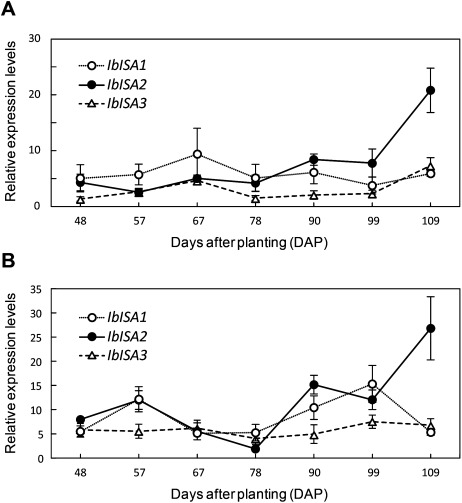 Figure 2. Spatiotemporal expression of ISAs in sweet potato root and leaf. (A) Relative transcript abundances in wild-type tuberous root. (B) Relative transcript abundances in wild-type leaves. (A and B) Results are mean±SE of four biological replicates. When absent, the error bars are smaller than the symbols.