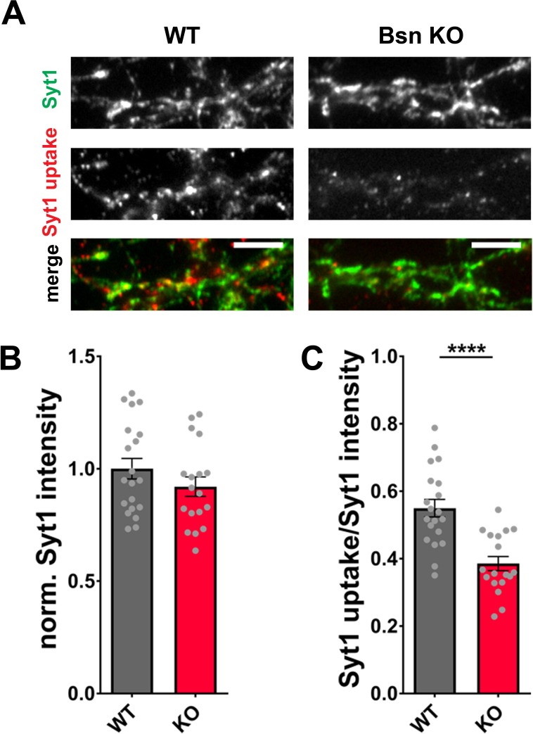 Figure 4—figure supplement 2.