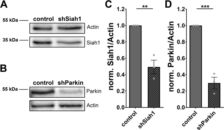 Figure 7—figure supplement 1.