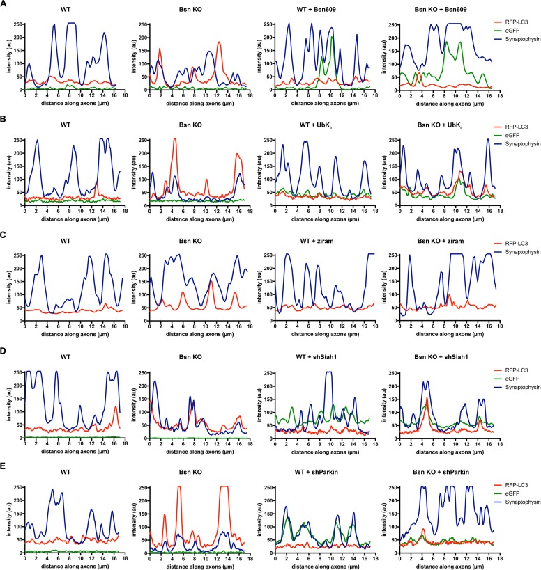 Figure 1—figure supplement 1.