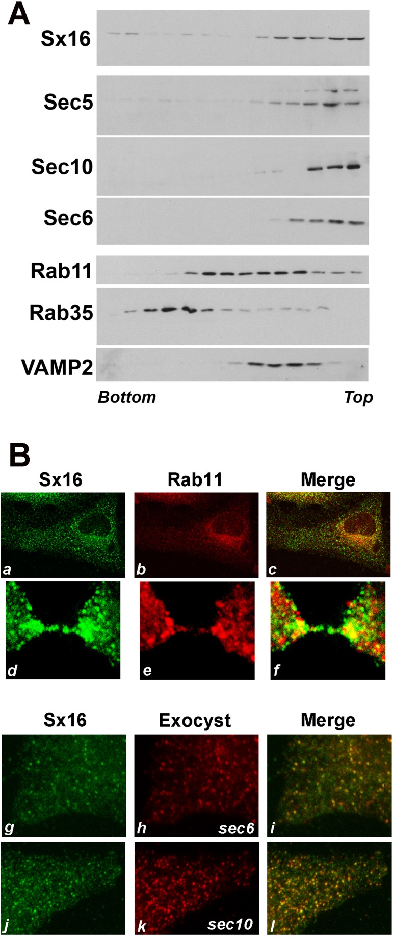 FIGURE 7: