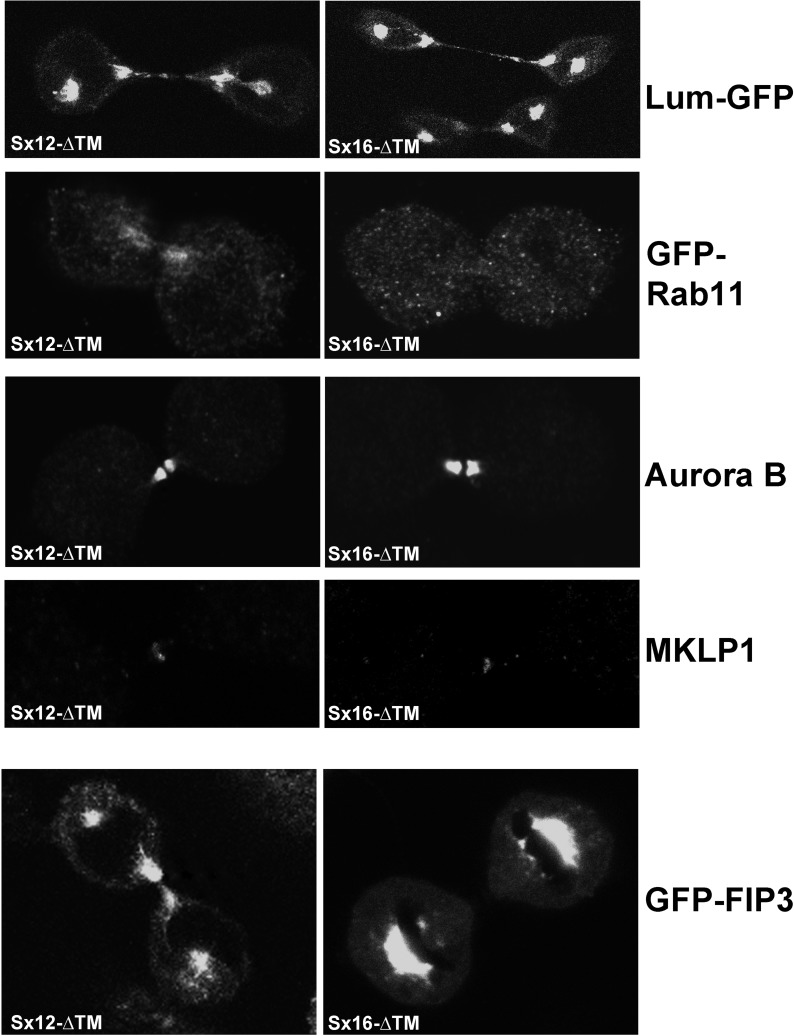 FIGURE 4: