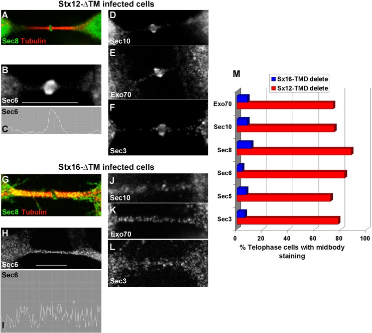 FIGURE 5: