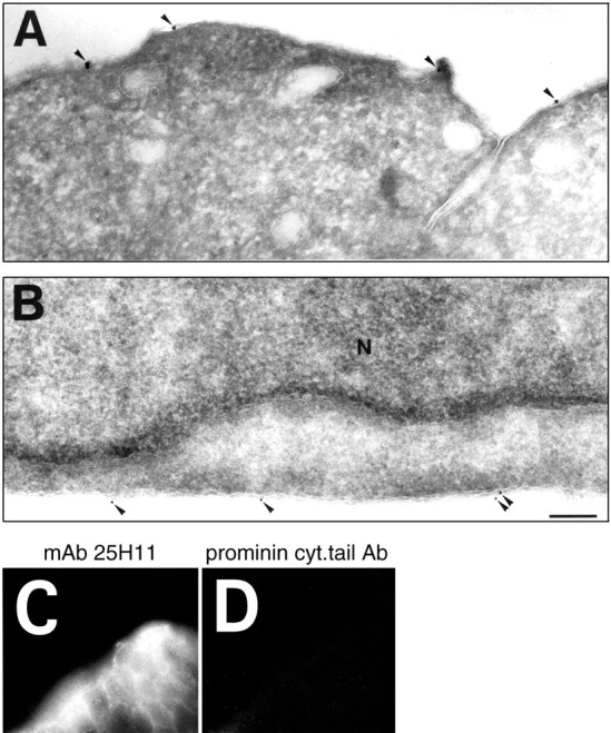 Fig. 11.