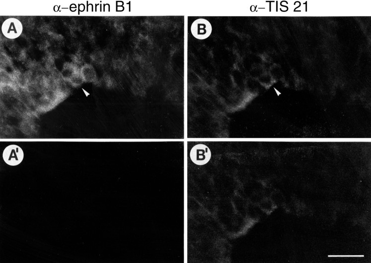 Fig. 9.