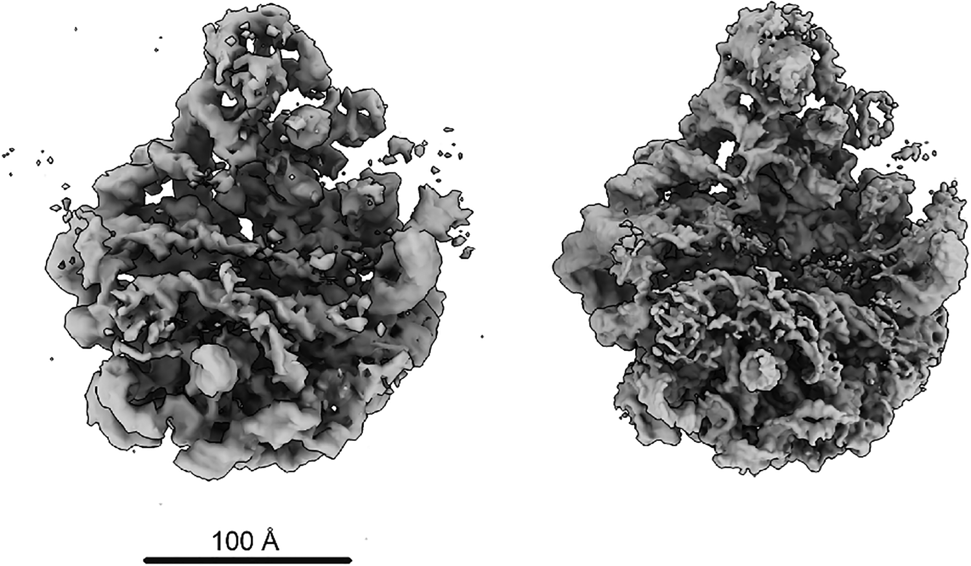 Extended Data Figure 1.