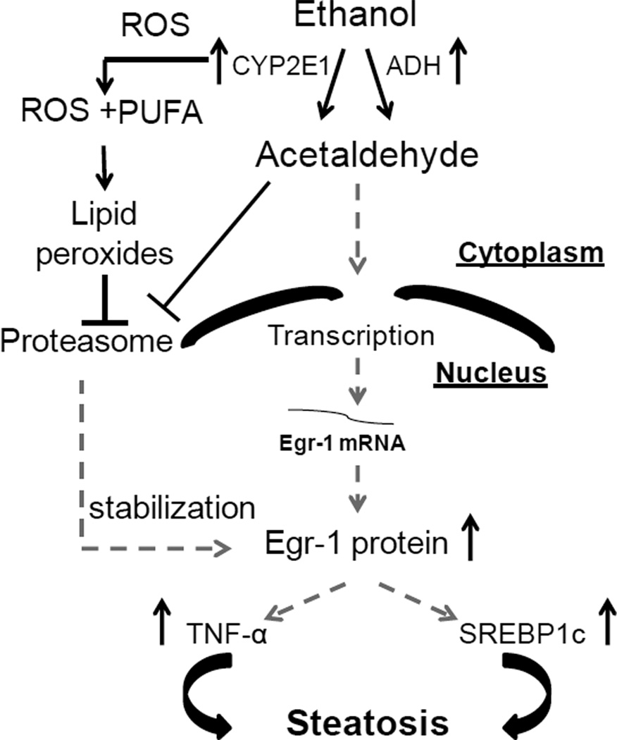 Fig 9