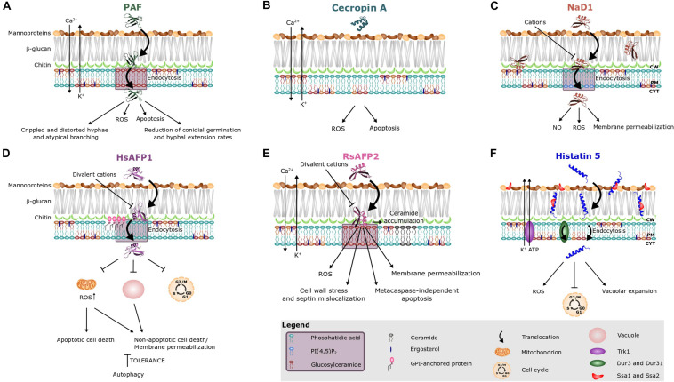 FIGURE 2