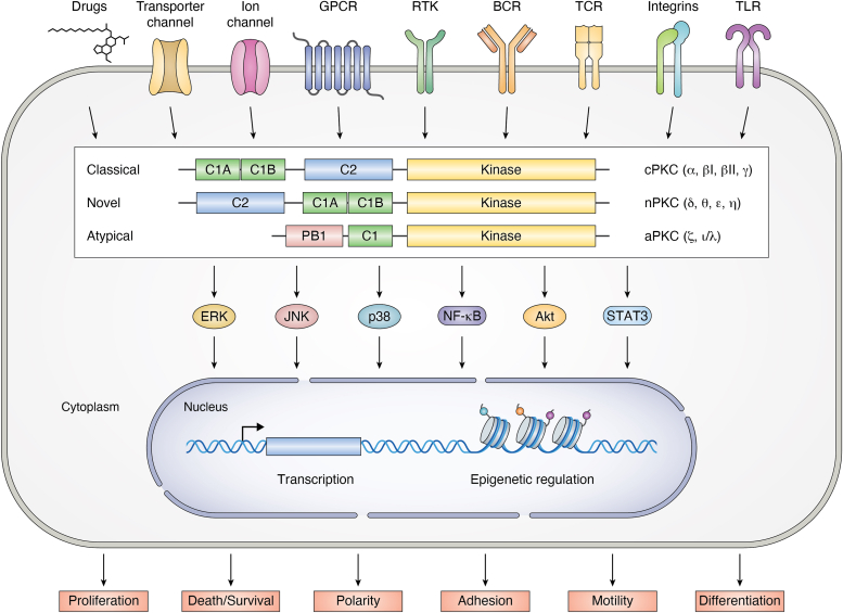 Figure 1