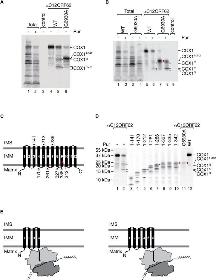 Figure 4