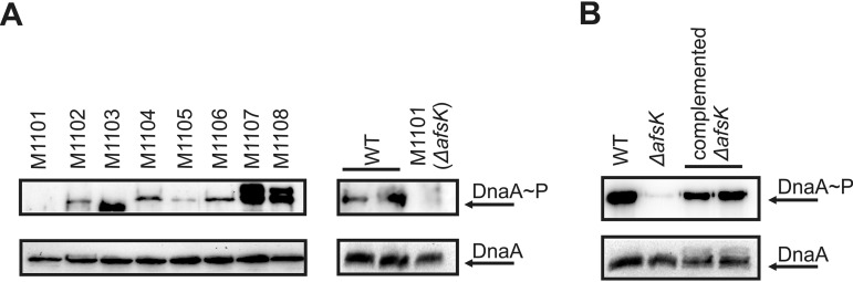 FIG 6