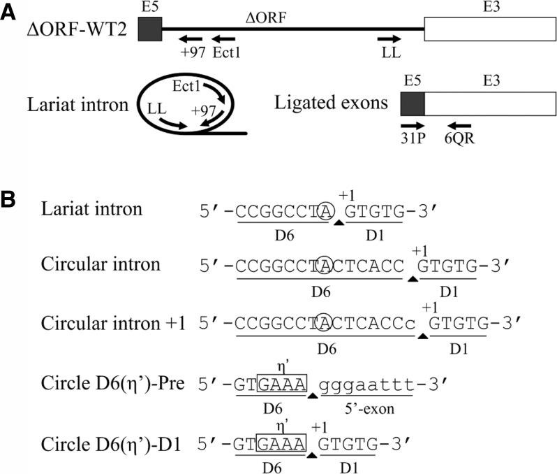 FIGURE 4.