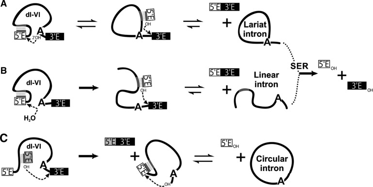 FIGURE 1.