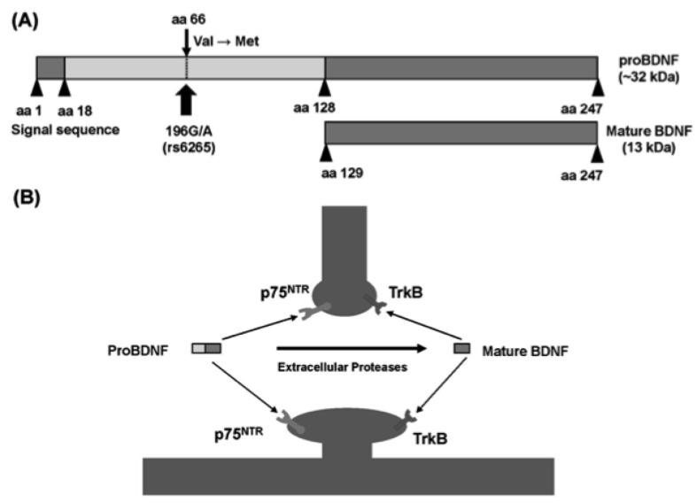 Fig. (3)