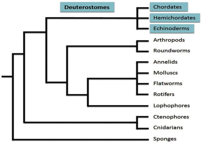 Figure 1: