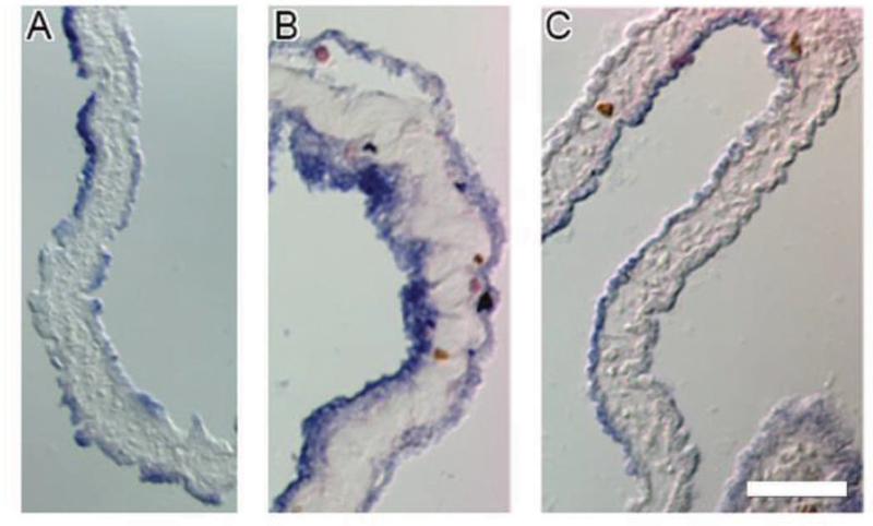 Figure 9.