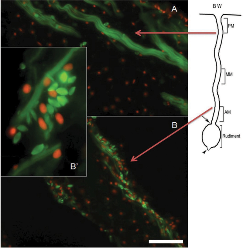 Figure 5.