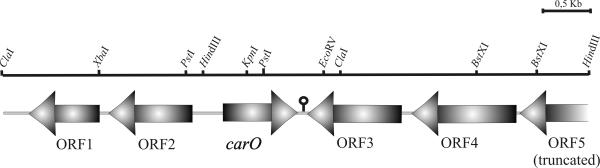 FIG. 2.