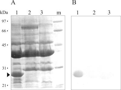 FIG. 8.